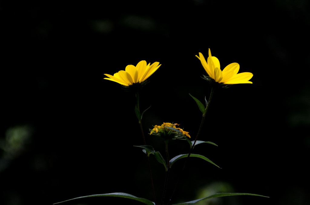 August sunflower