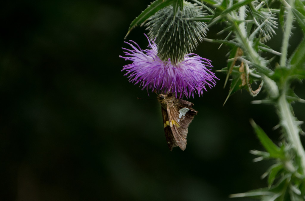 Silver-Spotted Skipper